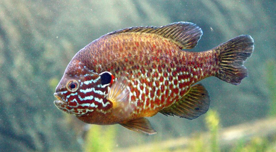 Pumpkinseed and other panfish are in Long Pond.