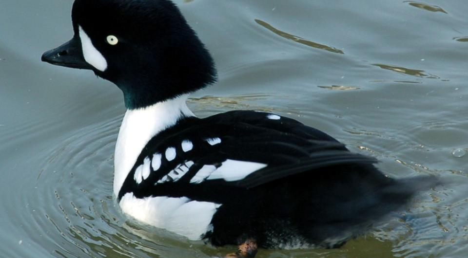 A lovely goldeneye male cruises Lake Champlain.