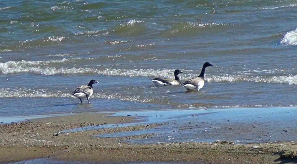 Plenty of birding at Noblewood.