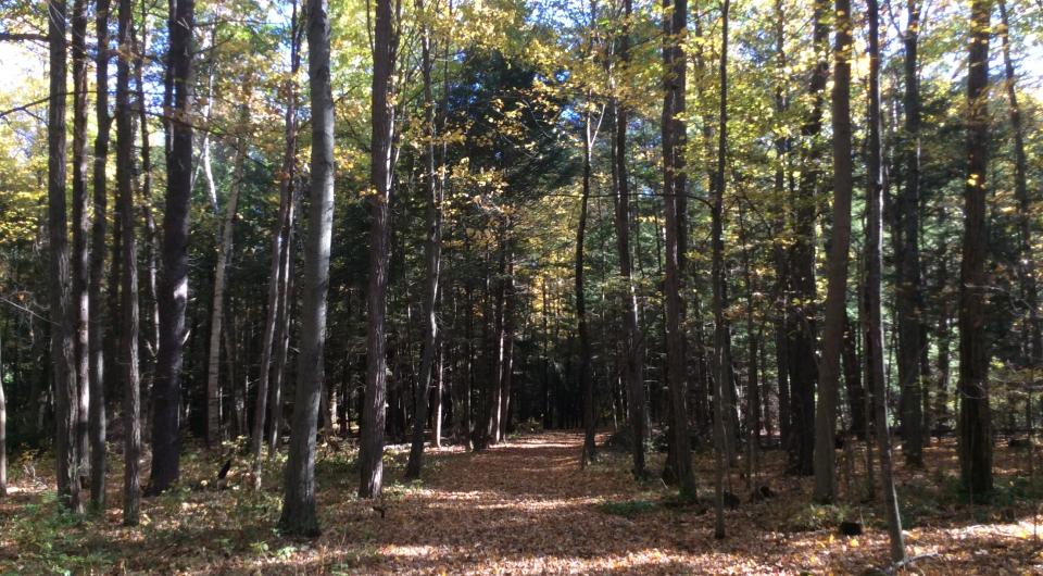 This trail leads to the beach on Lake Champlain.