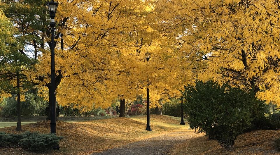 Yellow trees in the fall along the La Chute River Walk.