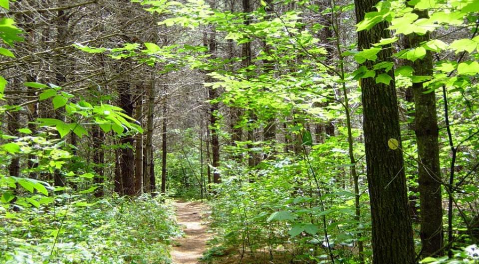 Blueberry Cobbles starts with a lovely trail through a forest.