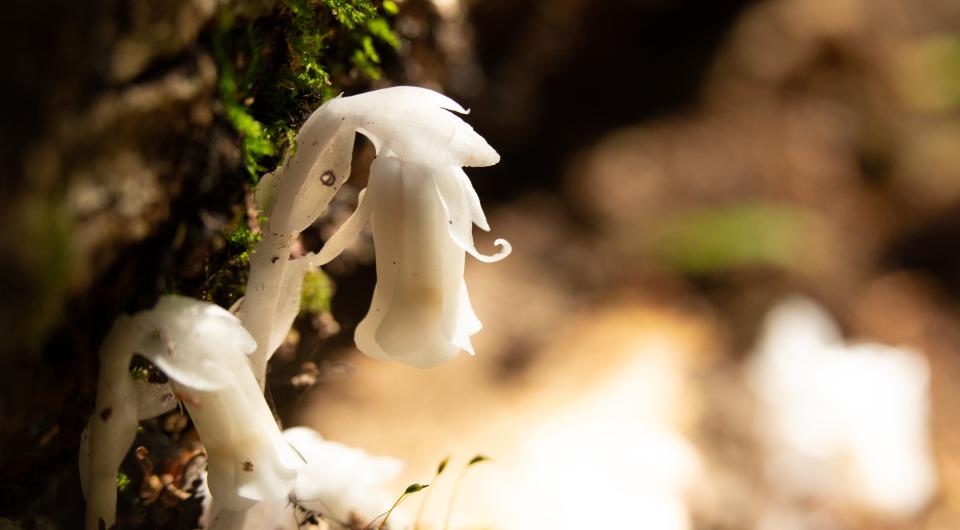 A ghost pipe plant