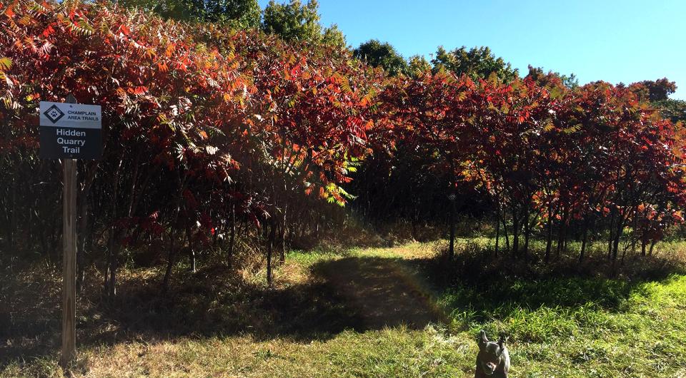 Colorful trees next to the Hidden Quarry trail sign.