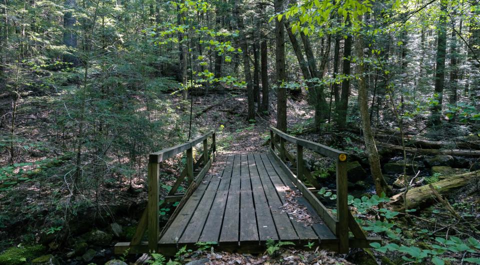 A wooden bridge in the woods