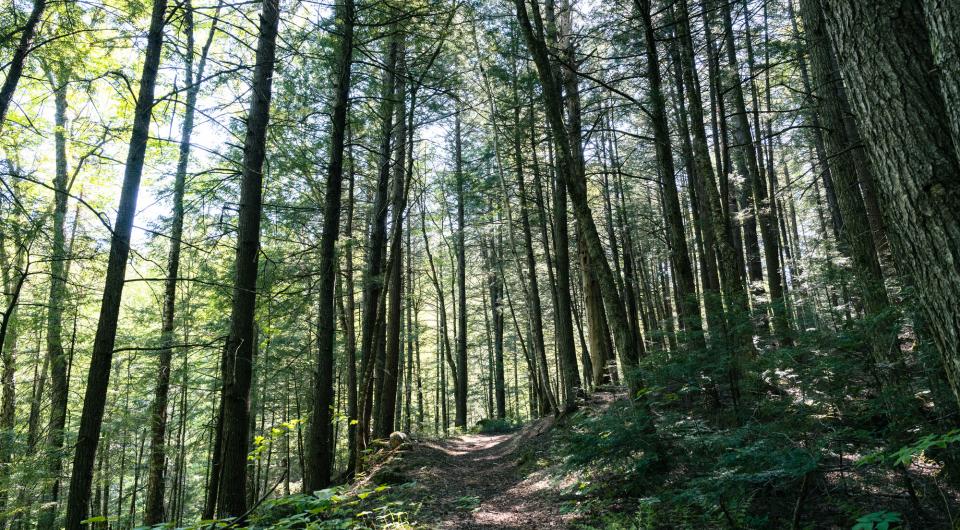 Tall&#44; skinny trees on a hiking trail