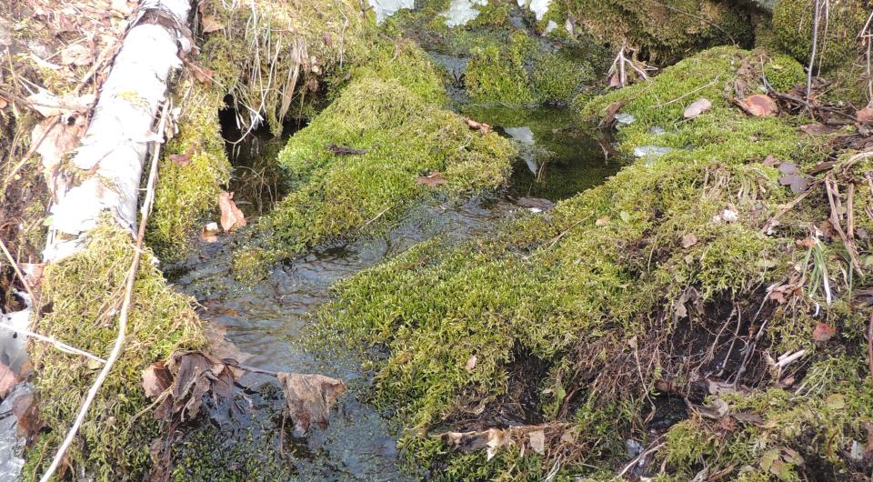 Up close view of moss