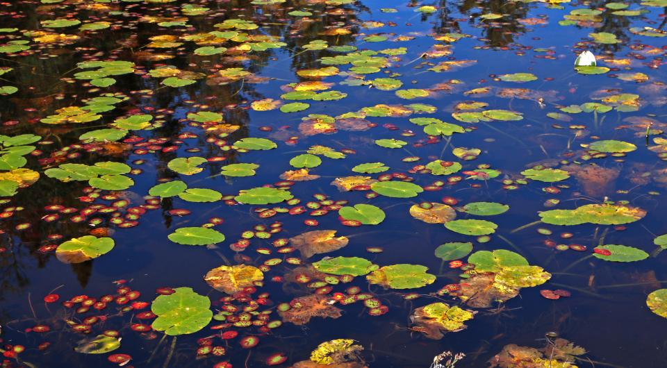 Lily pads floating in murky water