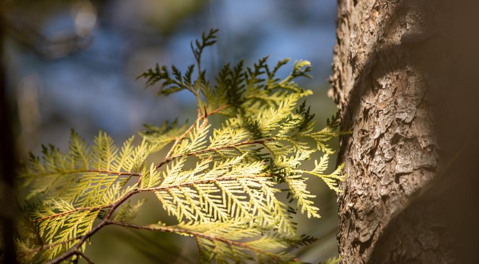 A cedar tree's branch in the sun