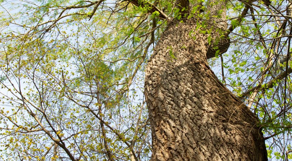 The Ancient Oak trail is the hike for Tree Lovers on the Adirondack Coast.