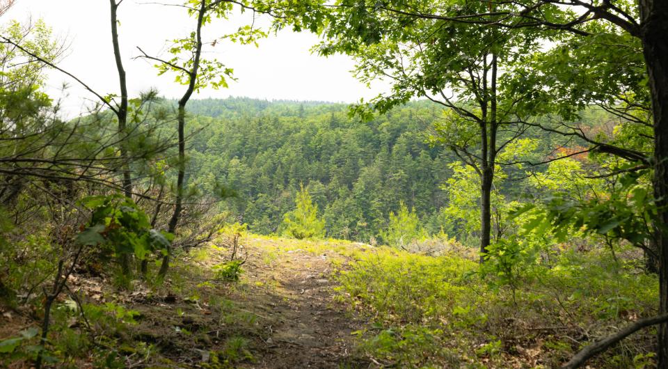 An opening in the trees towards Big Hollow.