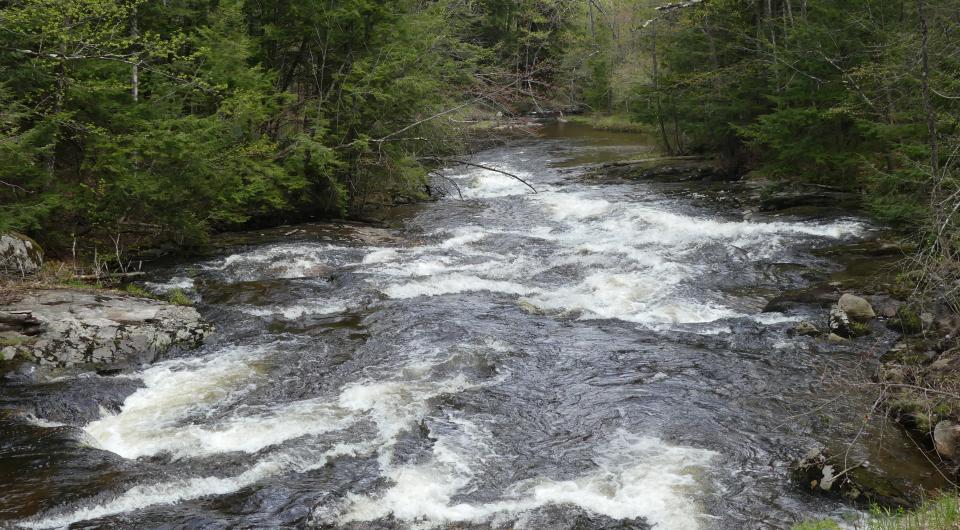 Rushing stream cuts through evergreen trees.