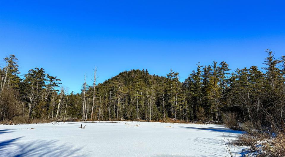 A beaver wetland in winter