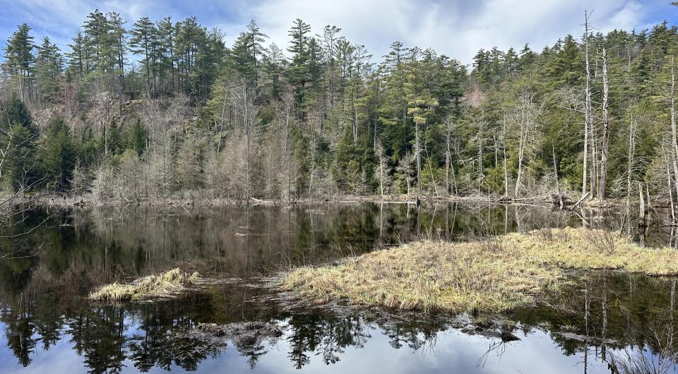 A beaver wetland in spring