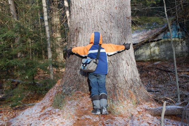 Big old white pine tree