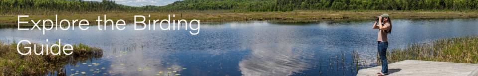 A panoramic photo of a woman with binoculars near a marshy area. The image reads, "Explore the Birding Guide."