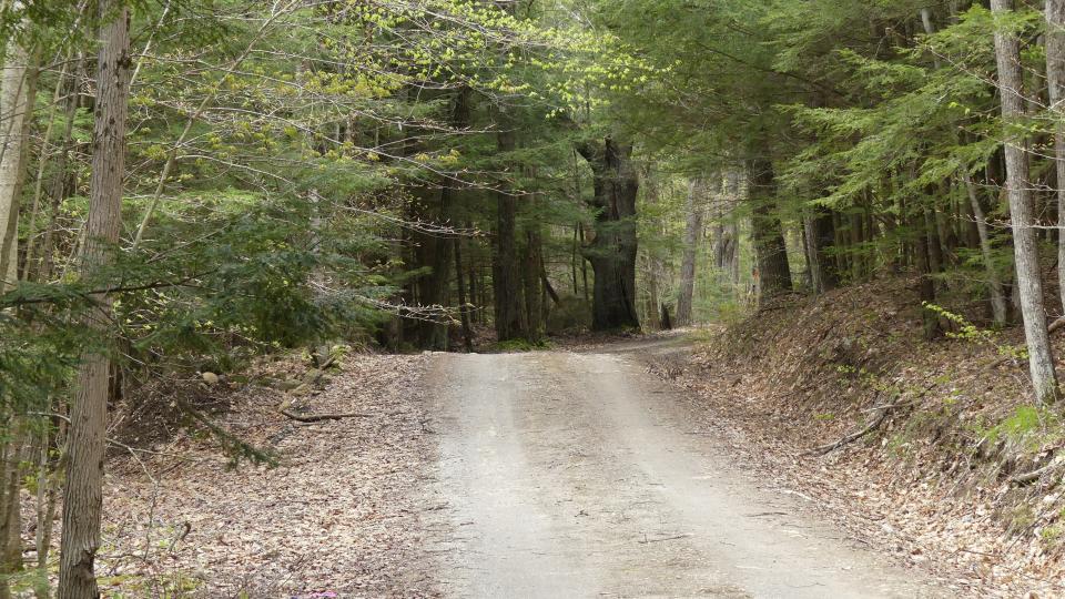 a dirt path cutting through a quiet forest.