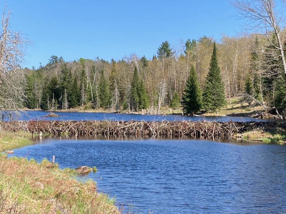 A lake in early spring with a wide beaver damn cutting it off