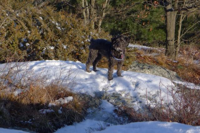 Dog on a hike