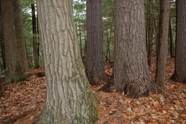 Trees on Woods and Swale Trail