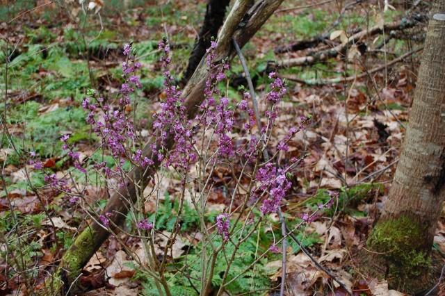 Eariest flower on Woods and Swale Trail