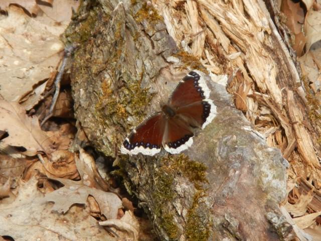 Mourning cloak on Cheney