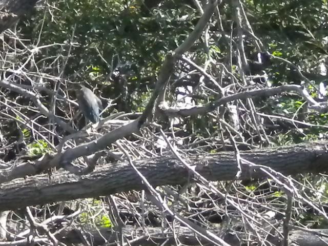 Camouflaged Bird