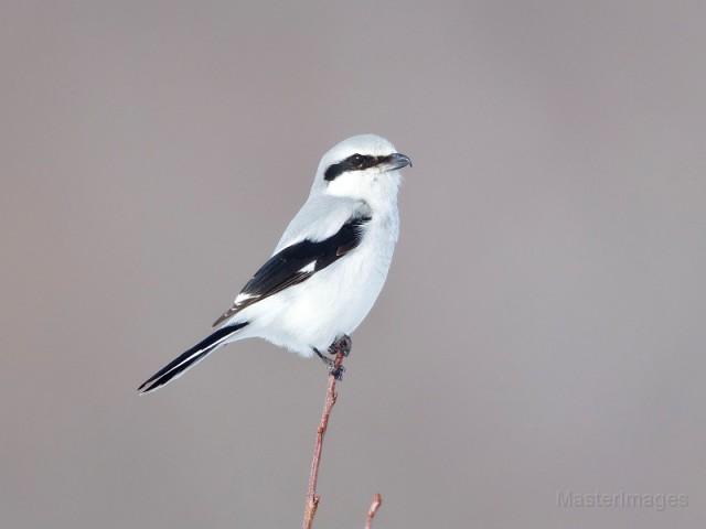 Northern Shrike