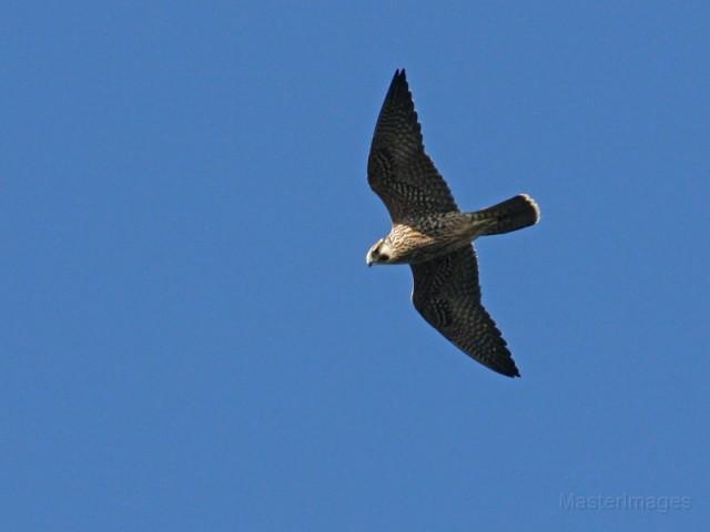 Peregrine falcon - Larry