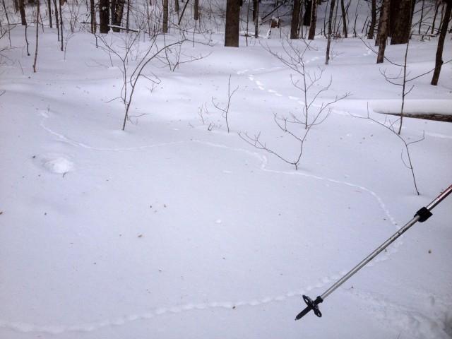 Brave mouse or vole tracks