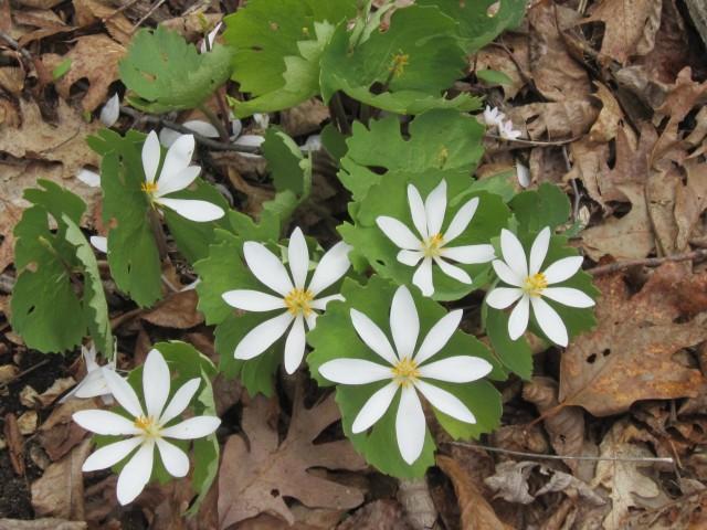 Bloodroot