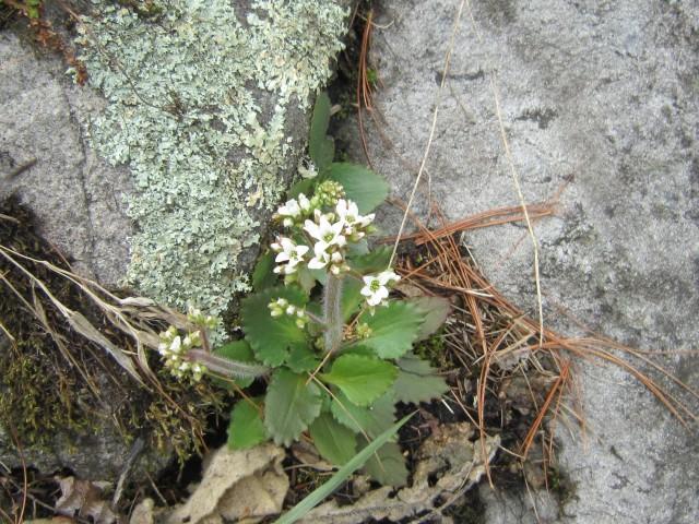 Saxifrage on Rocky Ledges Trail