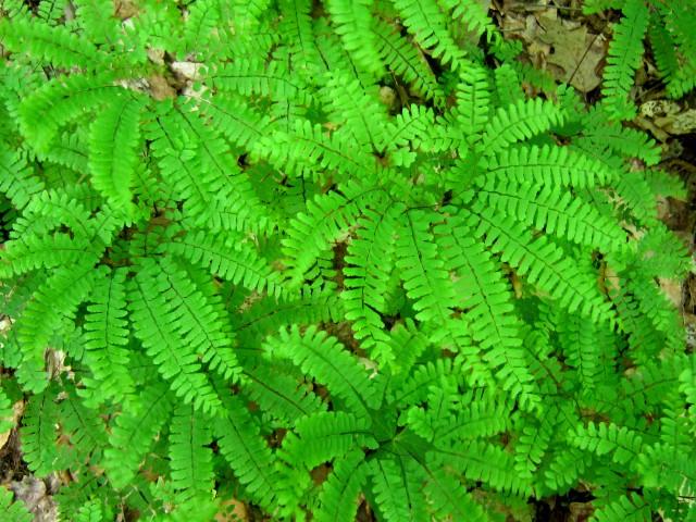 Maidenhair fern