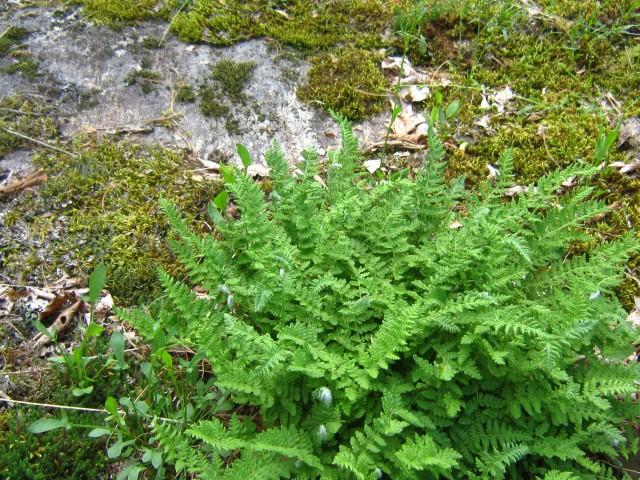 Rusty Woodsia