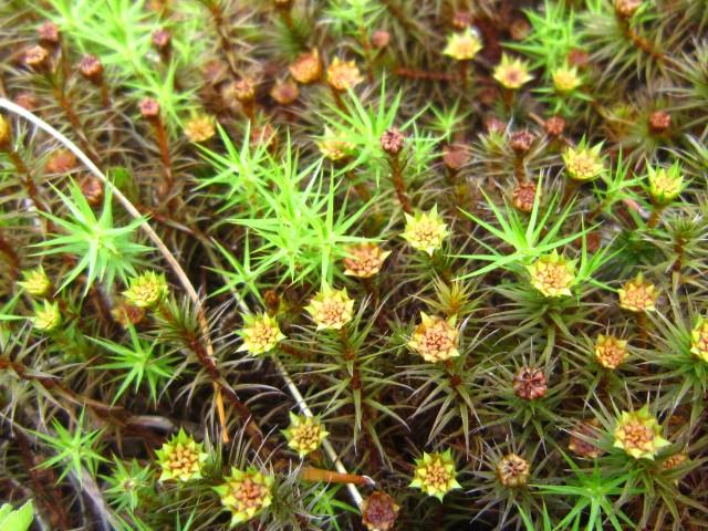 Carpets of moss