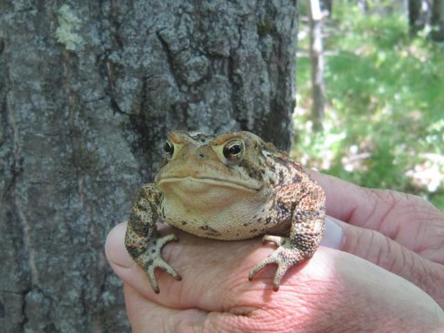 American Toad