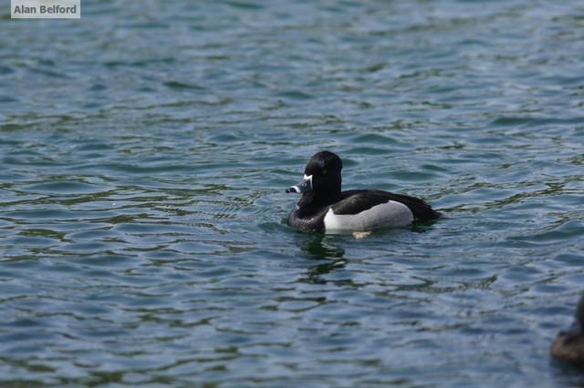 Ring-necked Duck