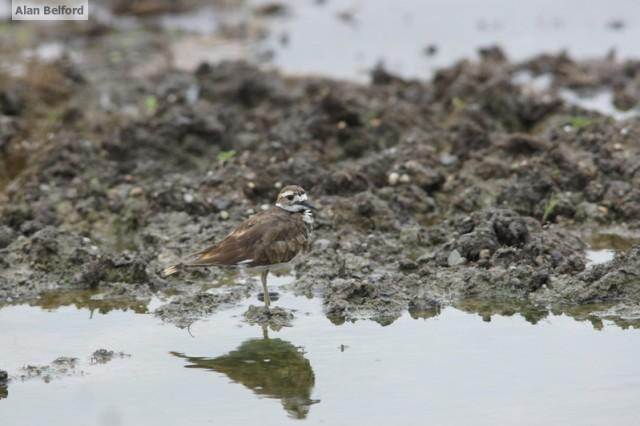 Killdeer