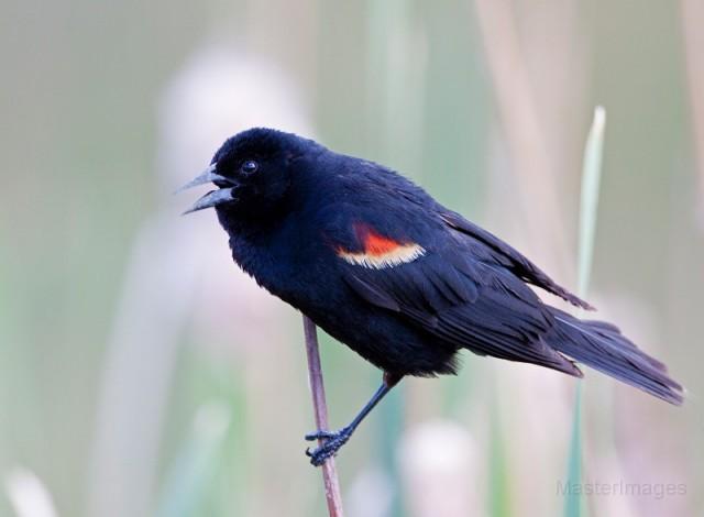 Red-winged Blackbird