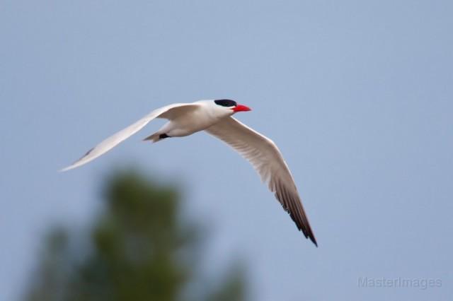 Caspian tern - larry