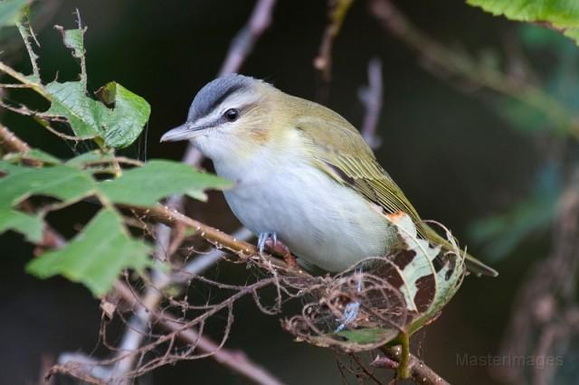 Red-eyed Vireo - Larry