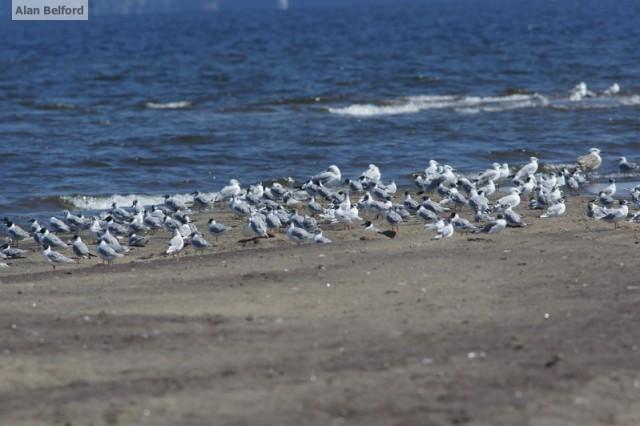 Bonaparte's gull - Noblewood