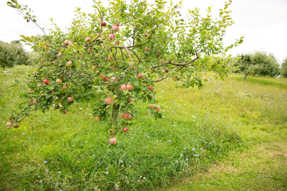 apple tree