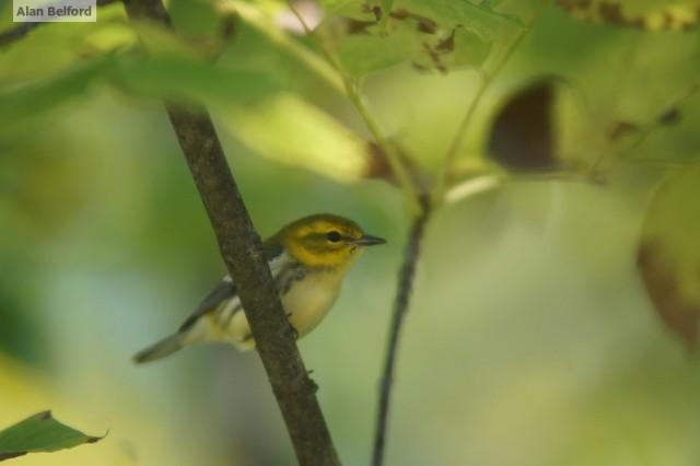 black-throated green warbler