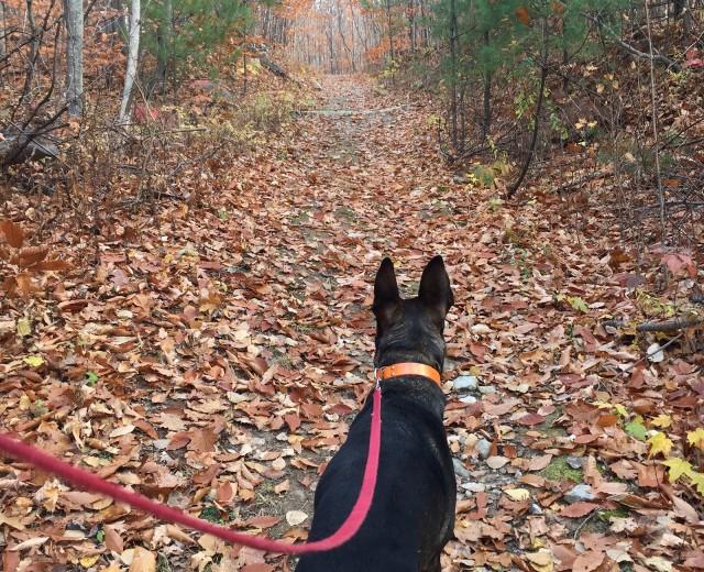 Wildway Overlook listening for nature