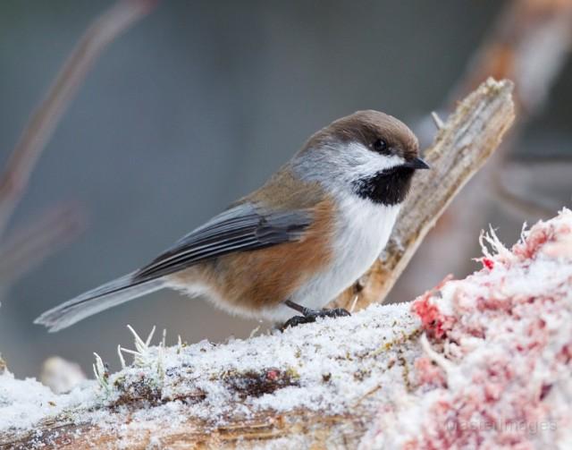 Boreal Chickadee - Larry