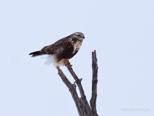 Rough-legged Hawk - Larry