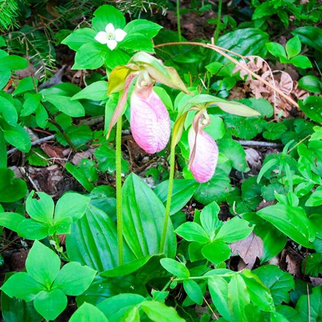 These native orchids are endangered, so look, don't touch! (photo courtesy wildadirondacks.org)