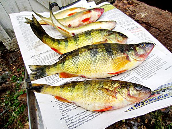 Fresh Yellow Perch