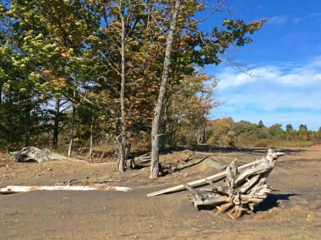 There is an abundance of driftwood shaped by the elements, which are wonderful additions to the beach scenery.